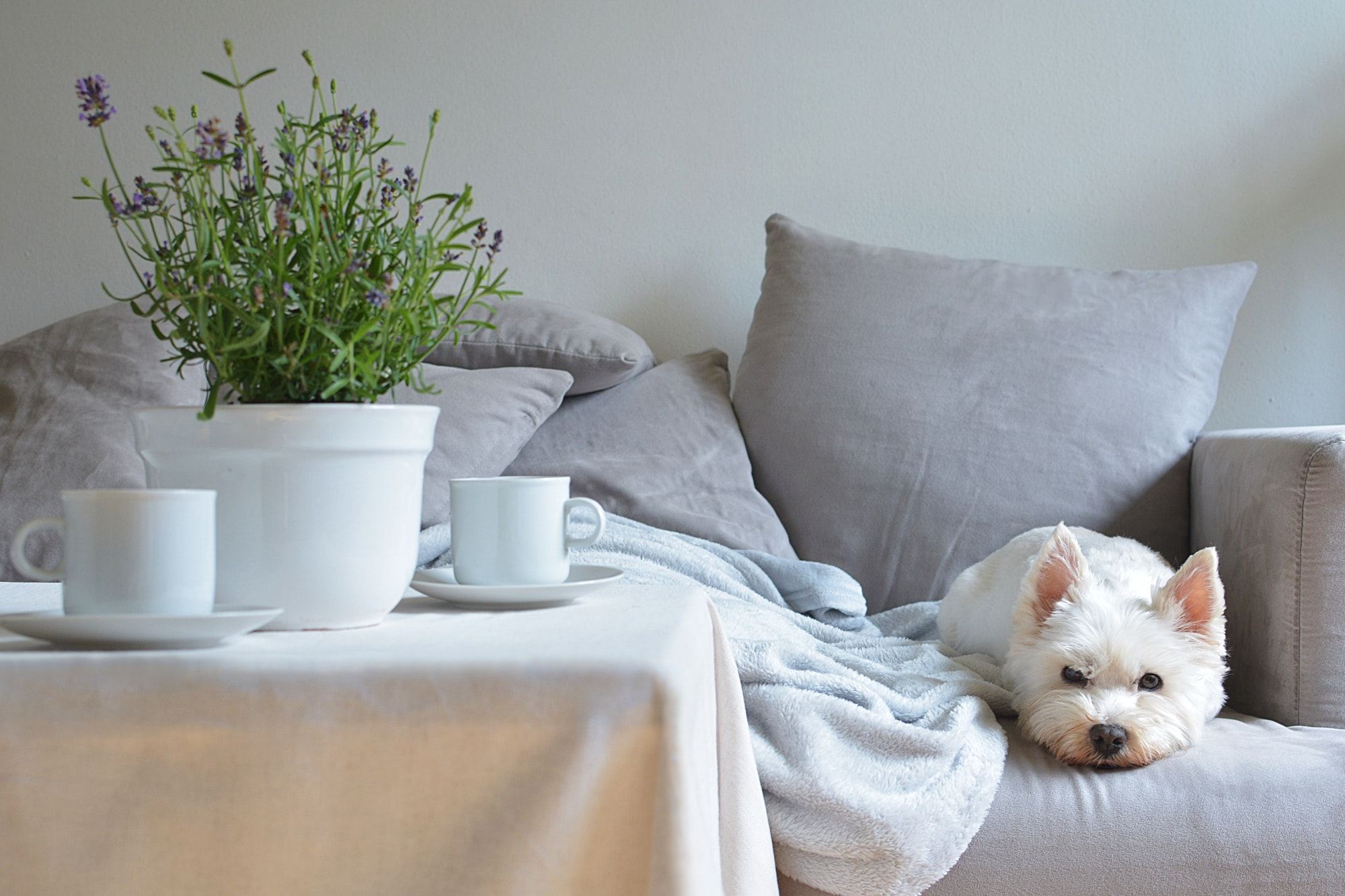 Still life home decor in a cozy home.